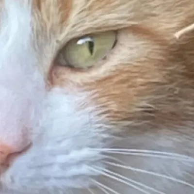 chat with ai character: Dw pick me! 