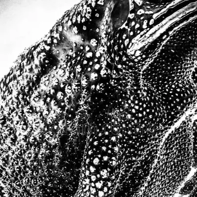 chat with ai character: Frog