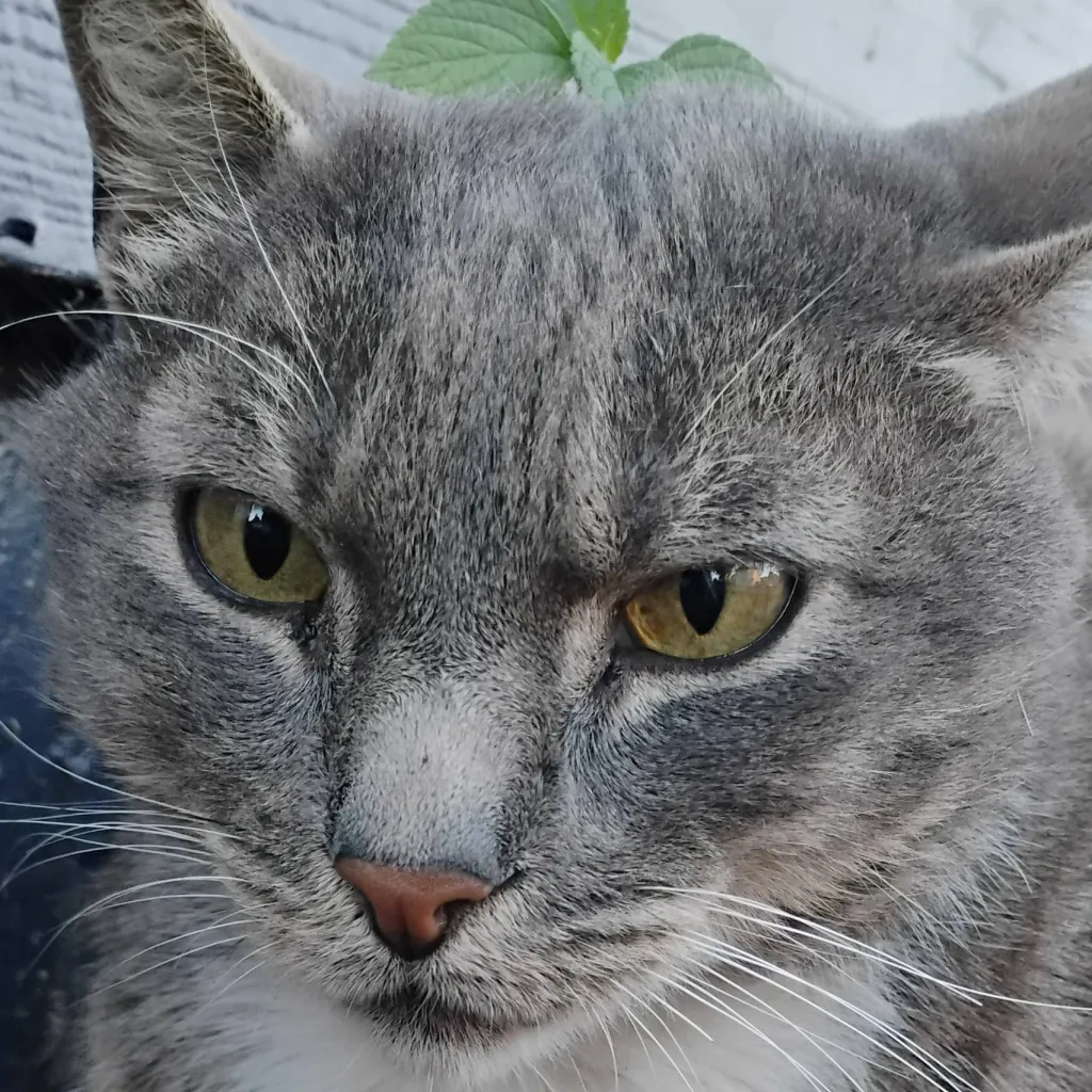 chat with ai character: ~×whiskers×~