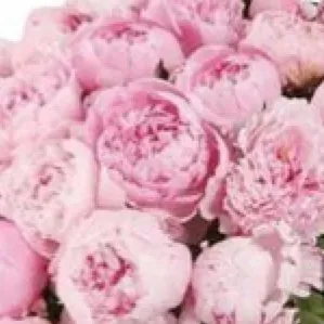 chat with ai character: ~|DW|~