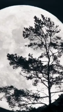 ai character: Kny masquerade… background