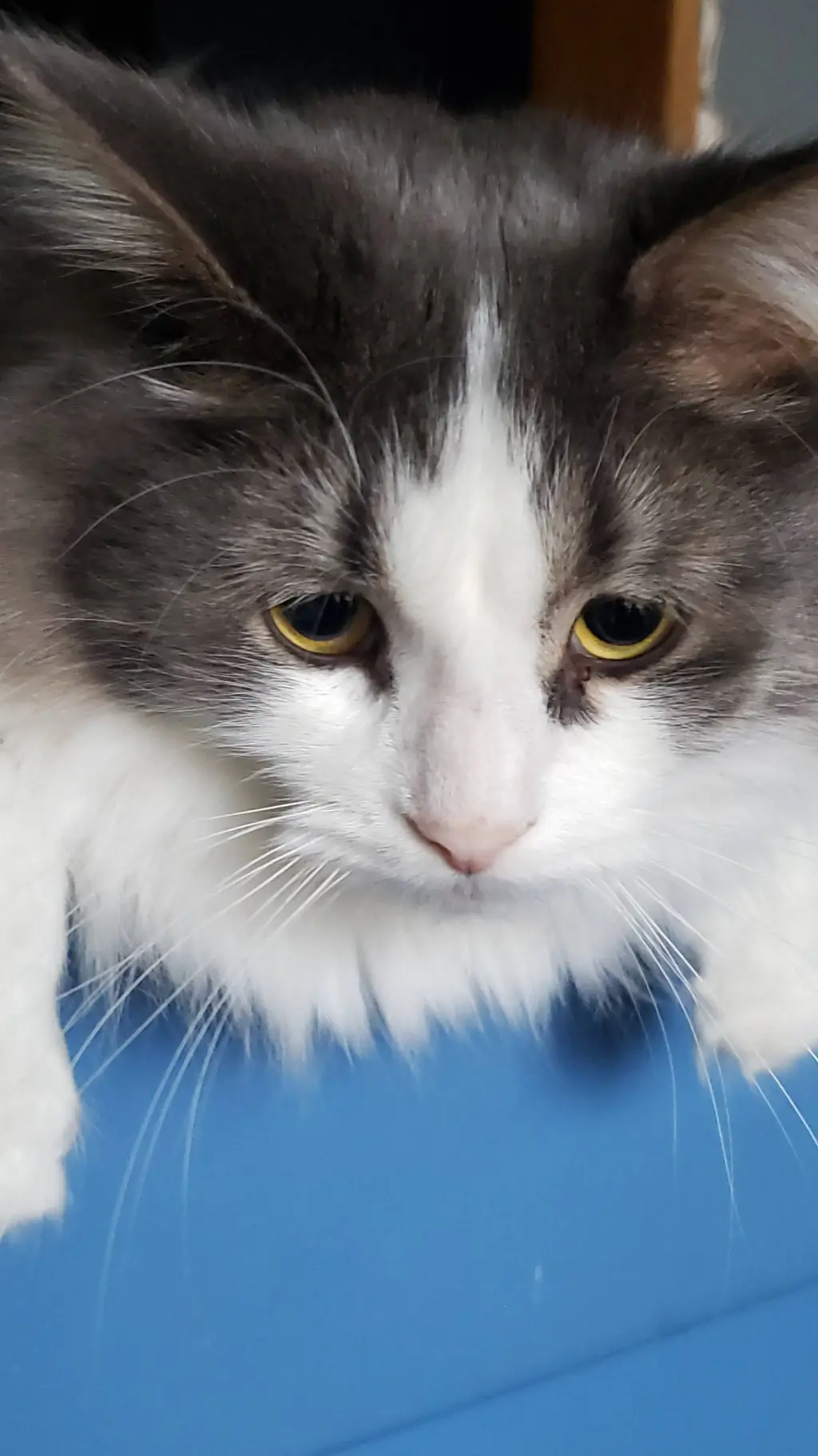 ai character: animal island background