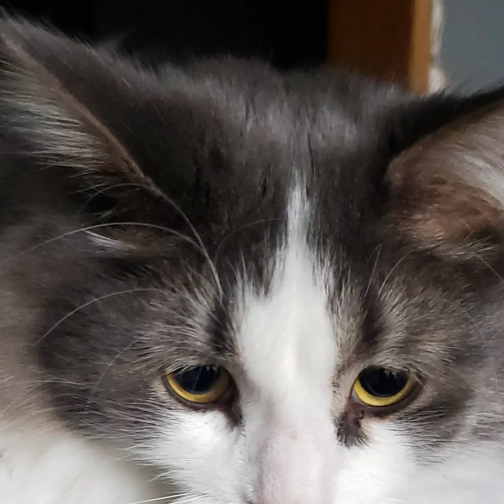 chat with ai character: animal island