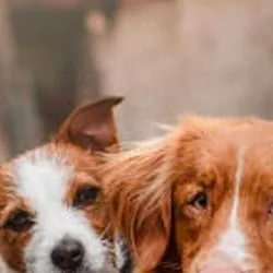 chat with ai character: mha rollorcoster 