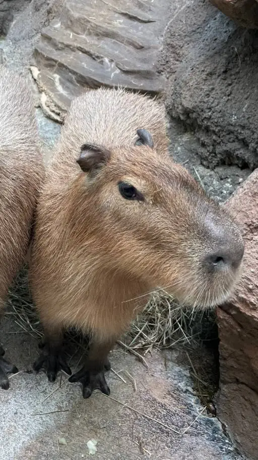 ai character: bakugoxy/n child 🫢 background