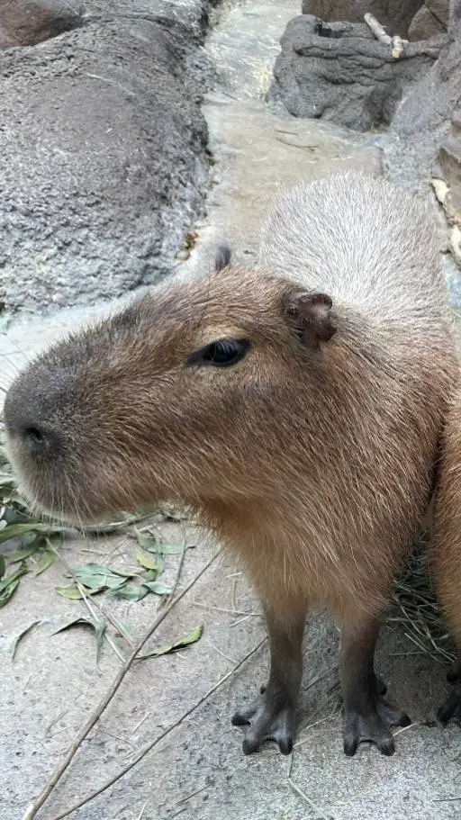 ai character: mha hotel background