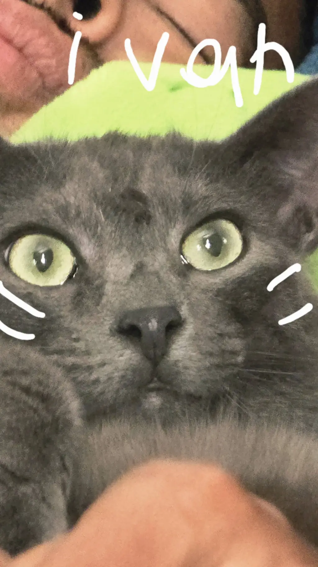 ai character: ivan (the cat)  background