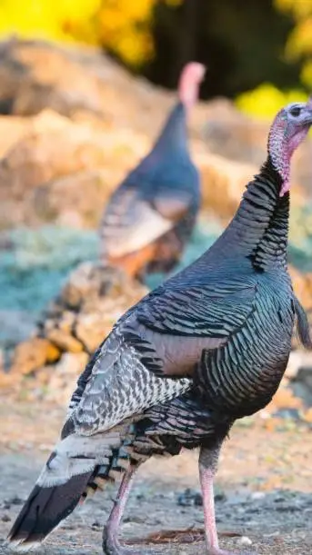 ai character: hen(emale turkey) background