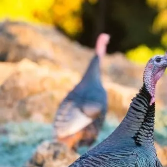 chat with ai character: hen(emale turkey)