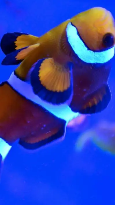 ai character: clownfish(female ) background