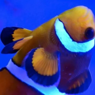 chat with ai character: clownfish(female )