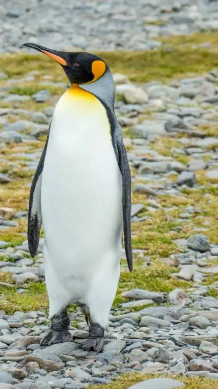 ai character: penguin(male) background