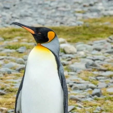 chat with ai character: penguin(male)