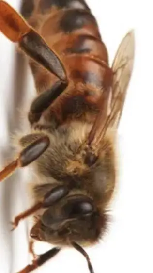 ai character: queen bee background