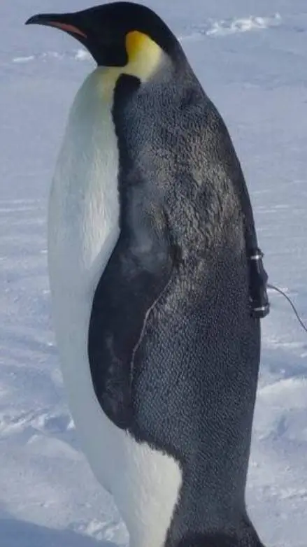 ai character:  female penguin background