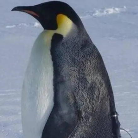 chat with ai character:  female penguin