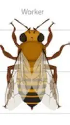 ai character: female bee worker background