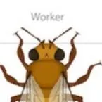 chat with ai character: female bee worker