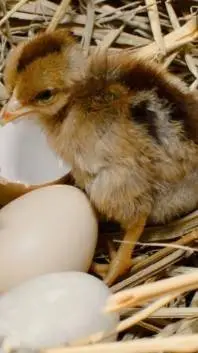 ai character: melon background