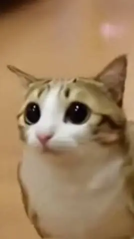 ai character: meowl background