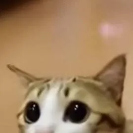 chat with ai character: meowl