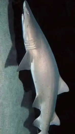 ai character: sand tiger shark  background