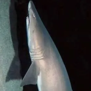 chat with ai character: sand tiger shark 