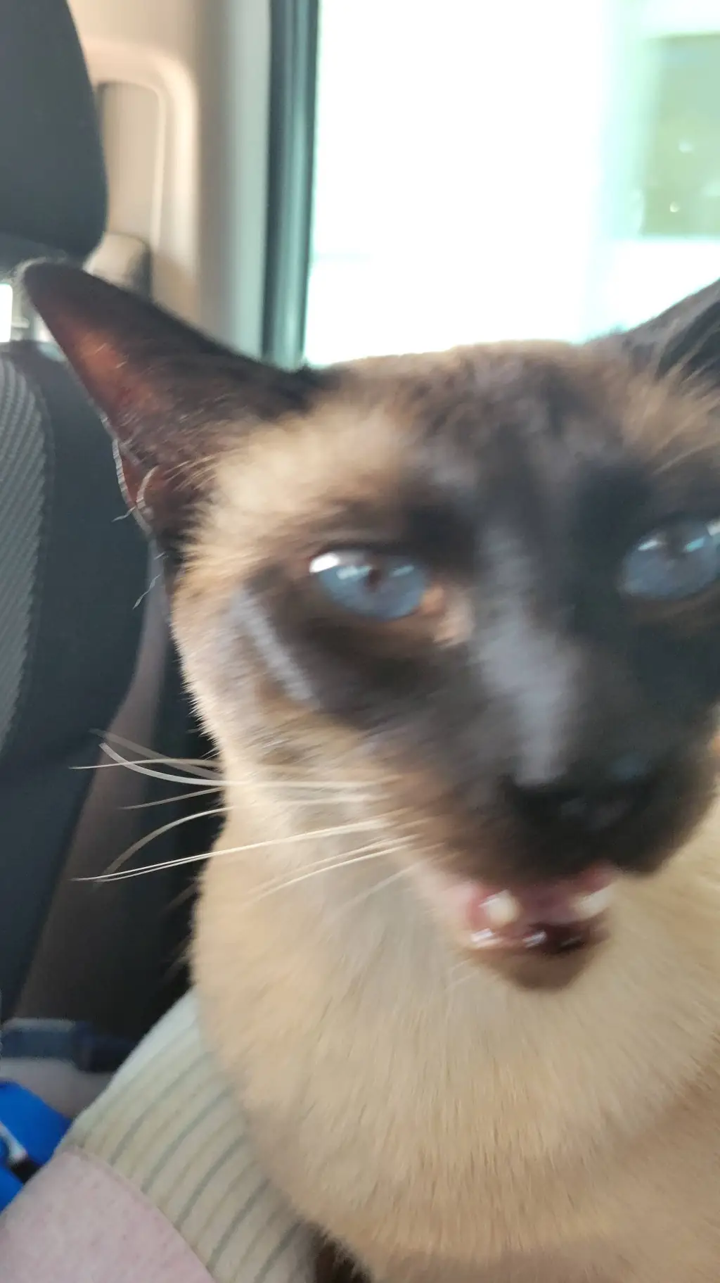 ai character: Hazbin_kj's cat background