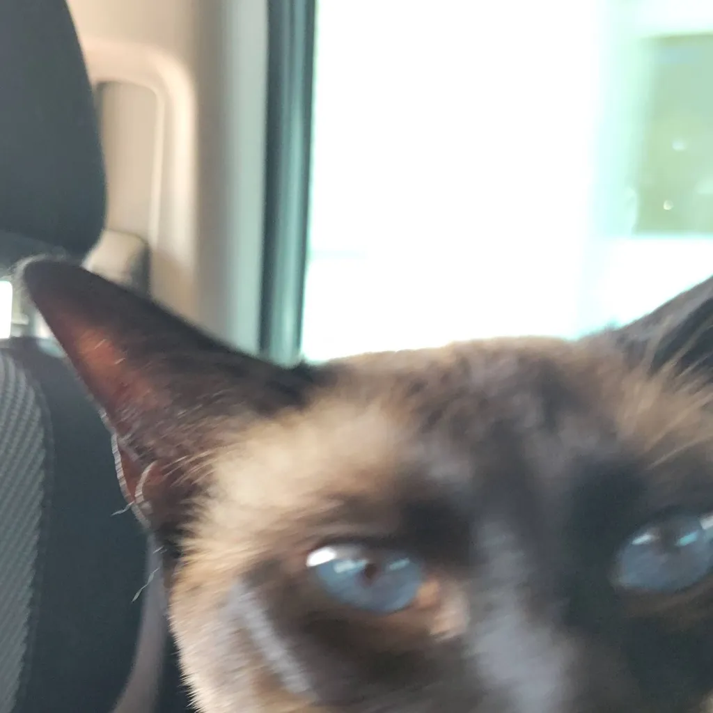 chat with ai character: Hazbin_kj's cat