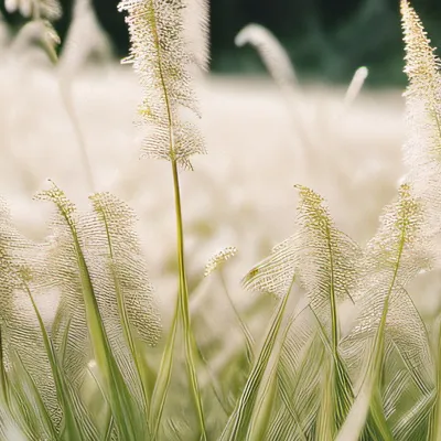 chat with ai character: Just grass 