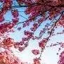 chat with ai character: Spring
