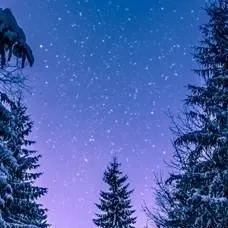 chat with ai character: Winter