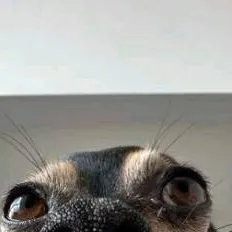 chat with ai character: doggywoggylover