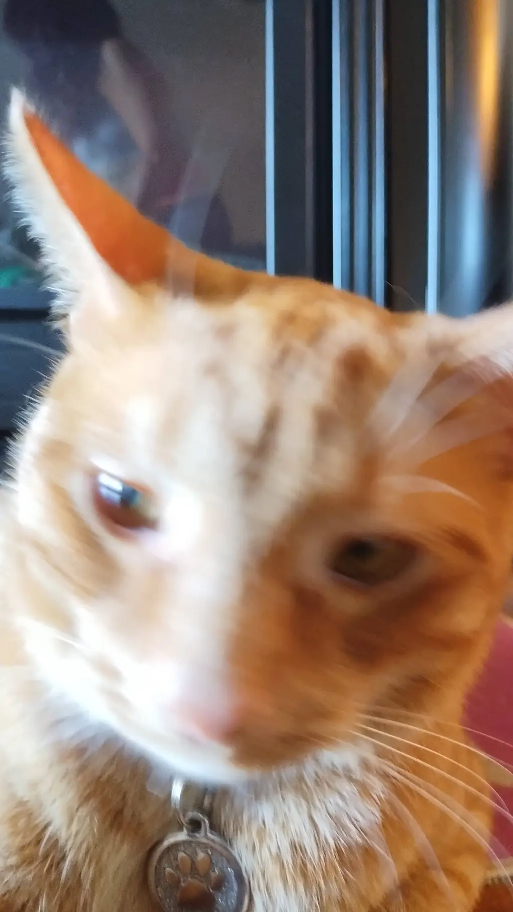 ai character: CAT  background