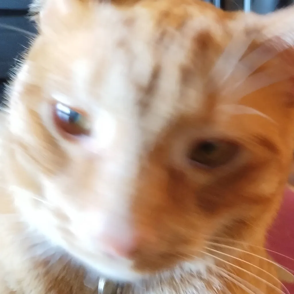 chat with ai character: CAT 