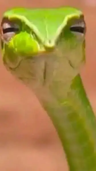 ai character: judging snake 🤣🤣🤣🤣 background