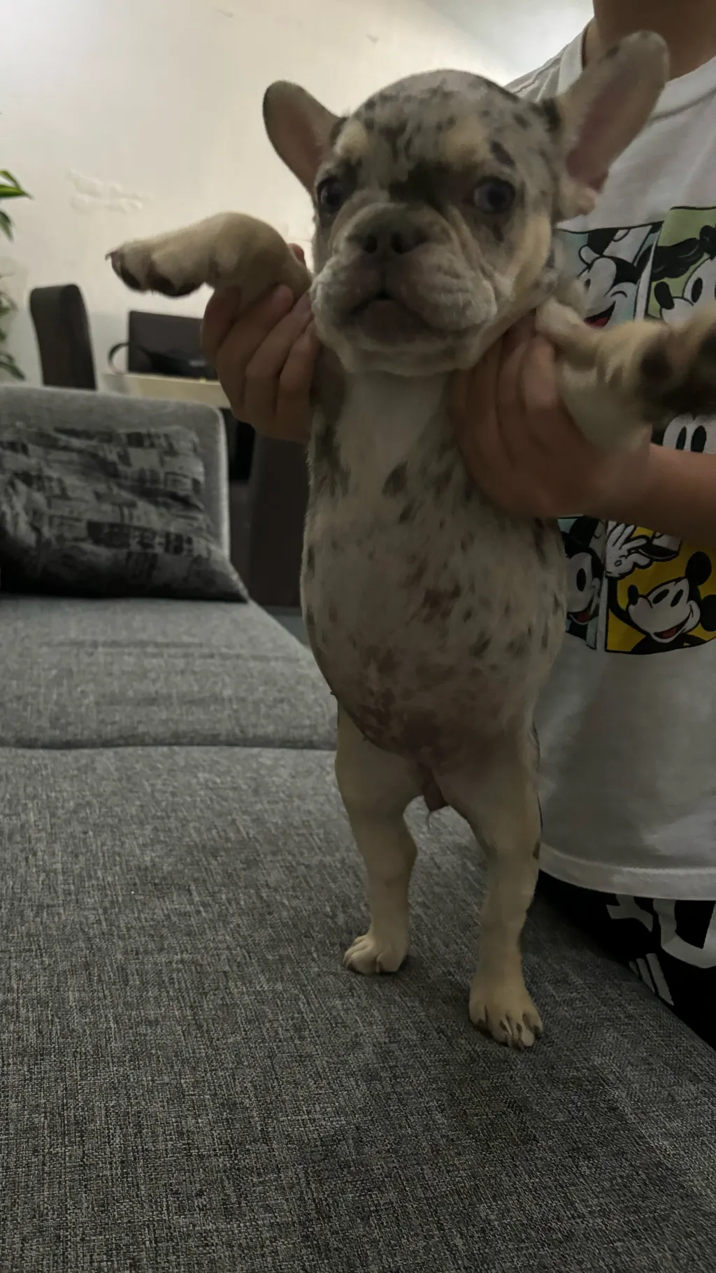 ai character: Chata background