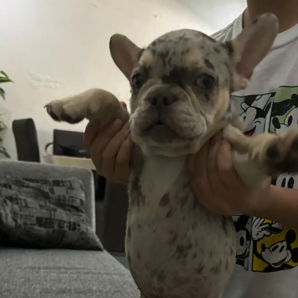 chat with ai character: Chata