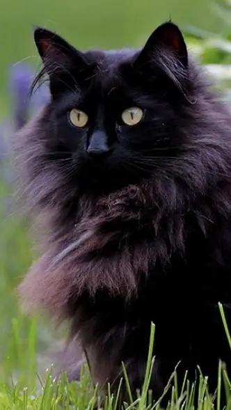 ai character: Whiskers  background