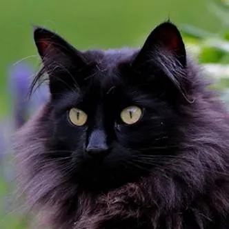 chat with ai character: Whiskers 