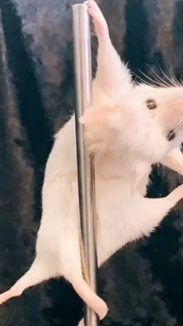 ai character: Stripper rat background