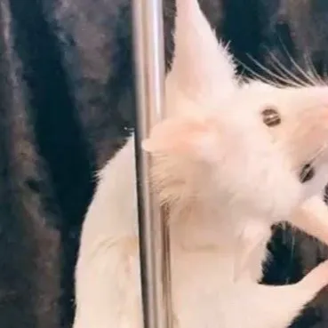 chat with ai character: Stripper rat