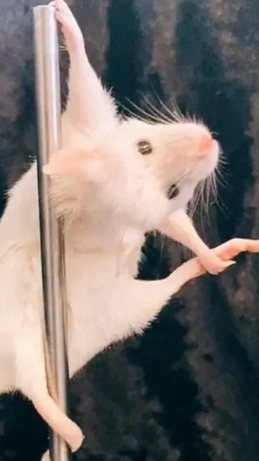 ai character: Felix the rat background