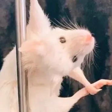 chat with ai character: Felix the rat