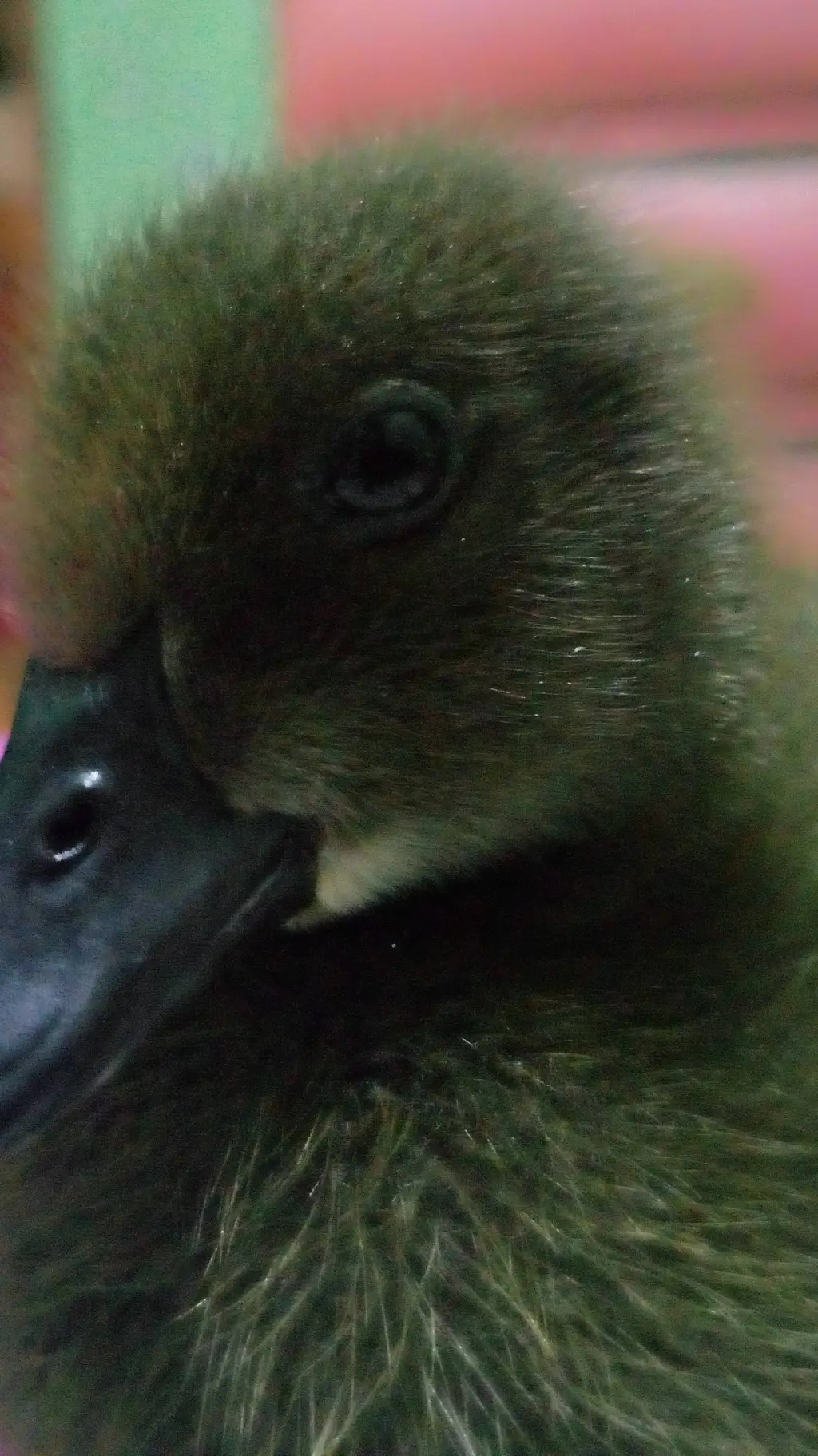 ai character: chi-chi background