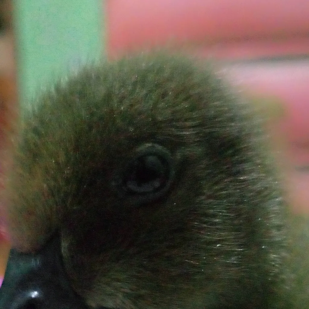 chat with ai character: chi-chi