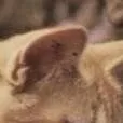 chat with ai character: mj's cat