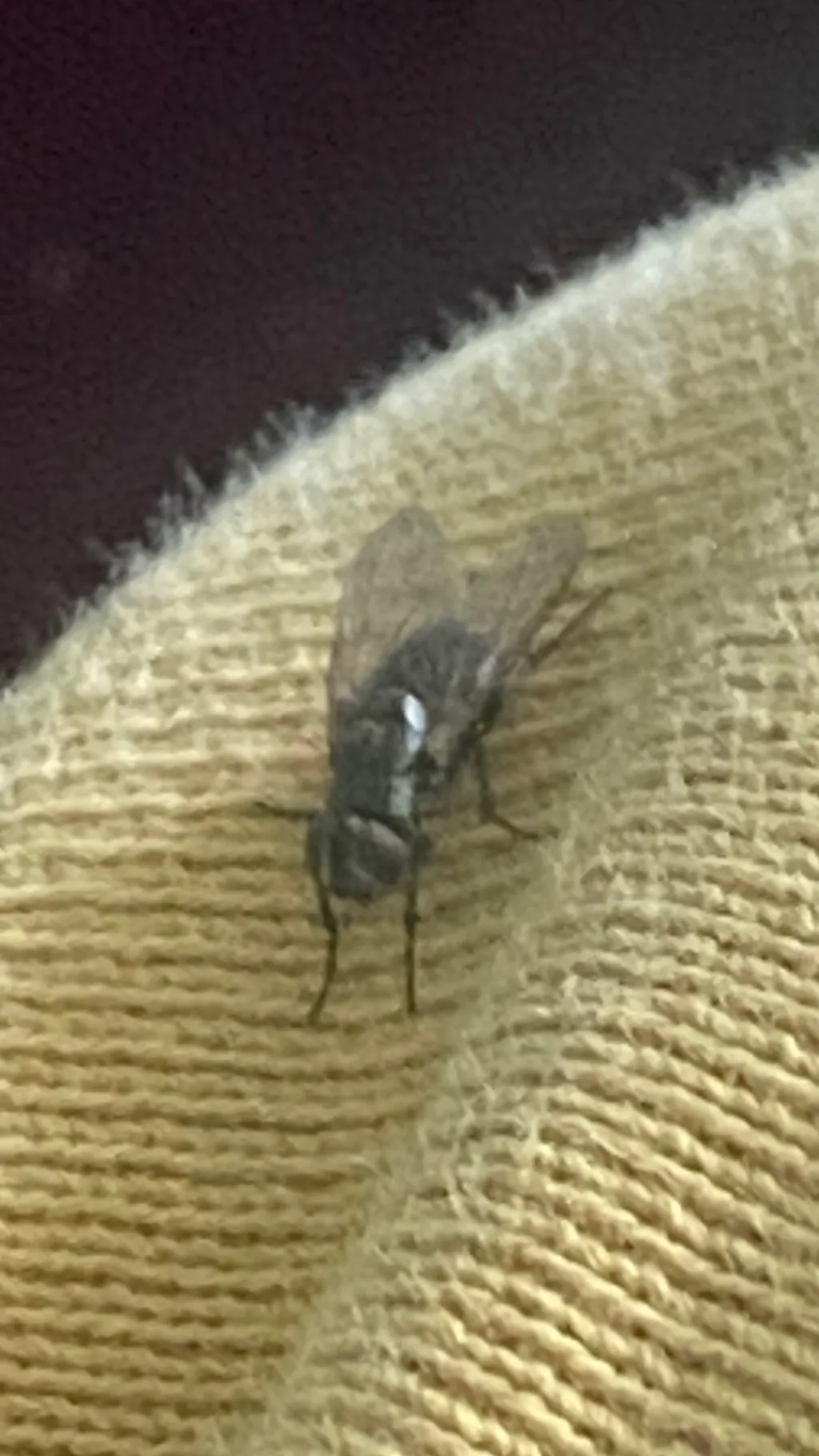 ai character: THE FLY GODS (Ik) background