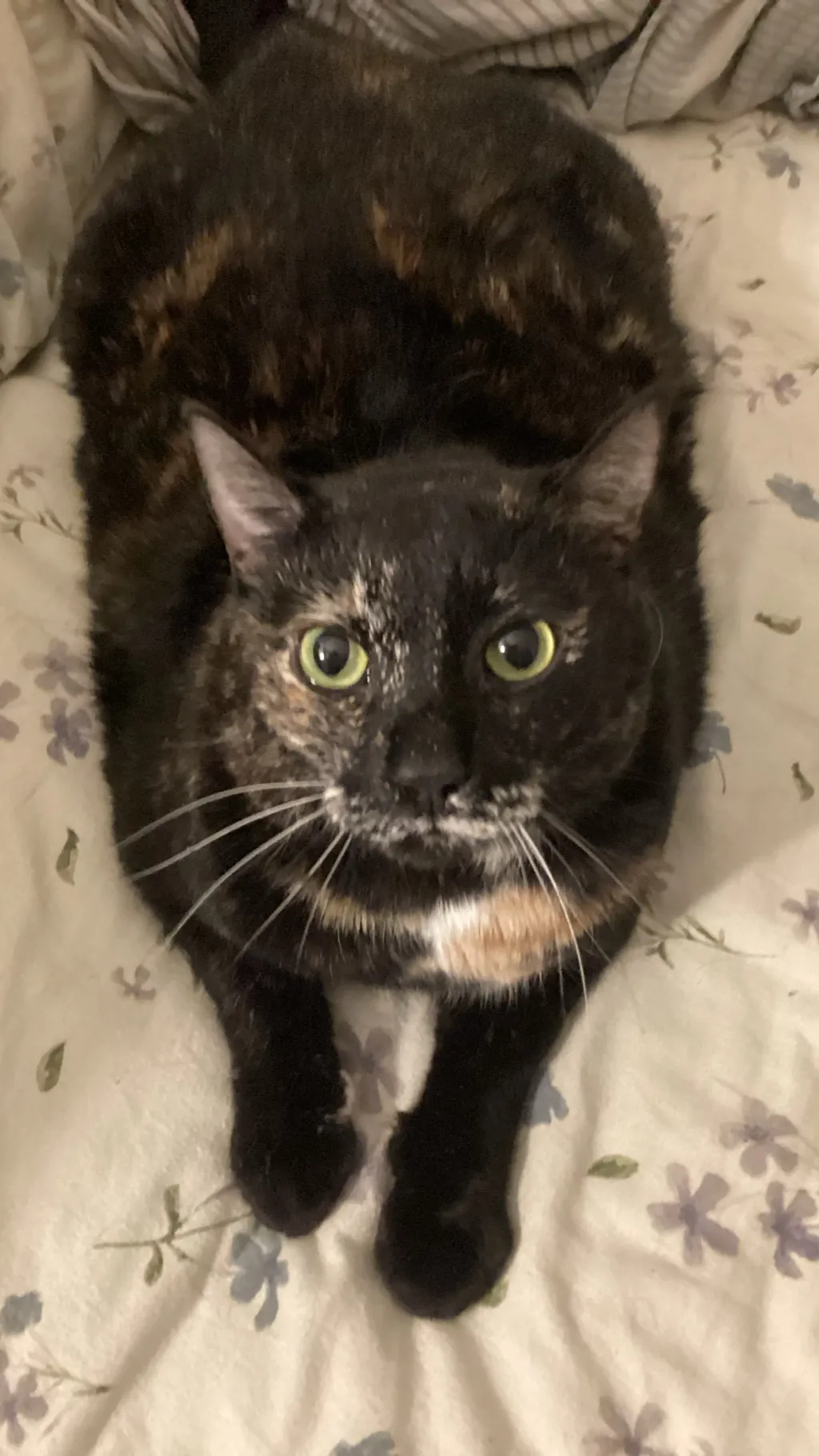 ai character: Gator background