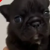 chat with ai character: pibble meyem